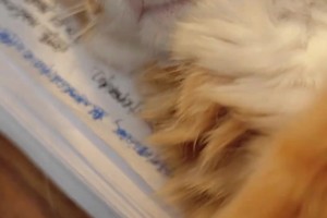 网友问詹俊：斯洛特圣诞前会下课吗，希望滕哈赫来詹俊无语了